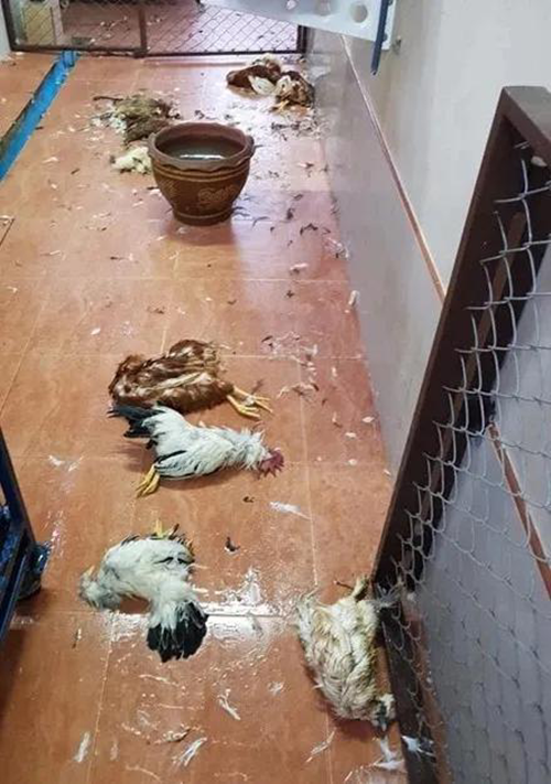 新手養二哈要注意什麼？滿足不了運動量的話還是別養了