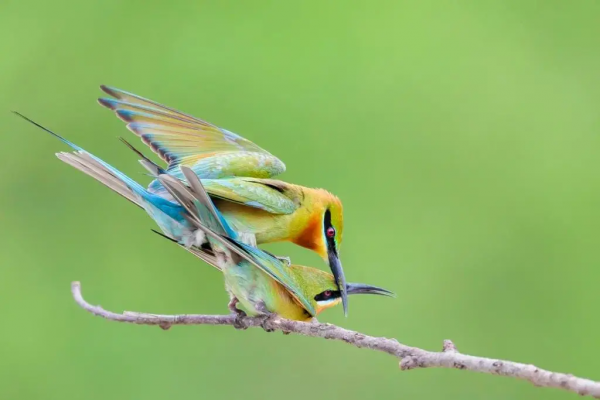 “中國最美小鳥”到底有多美？