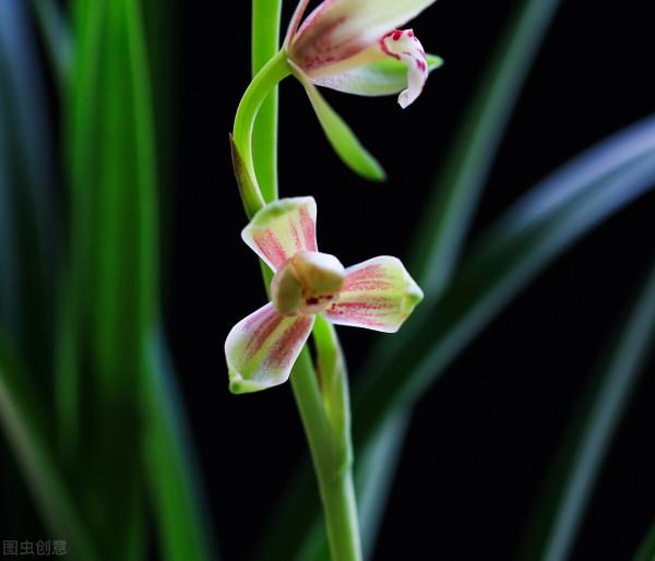 建蘭還不長花苞？催花方法教給你，爆盆變得很簡單