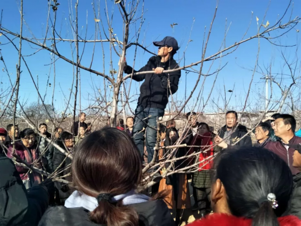 對蘋果樹冬季修剪的幾點建議