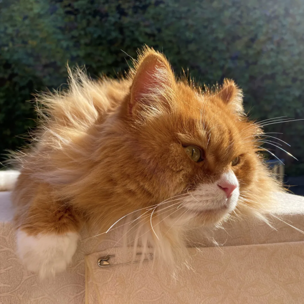 焗南瓜？烤南瓜？還是你要“戴”南瓜？