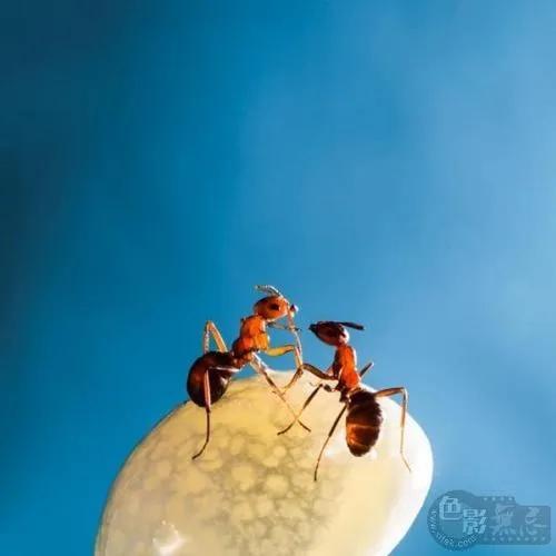 微距 奇妙的螞蟻世界