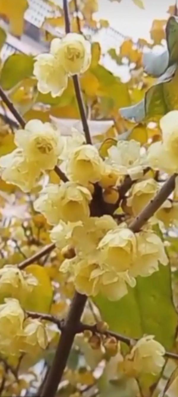 能不能想辦法到了冬天也讓北方植物充滿生機？