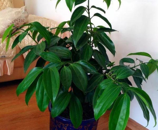 室內盆栽種樹選這3樣,枝葉繁茂,四季常青,寓意好 室內盆栽種樹選這3樣,枝葉繁茂,四季常青,寓意好