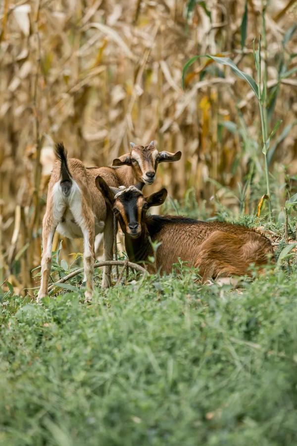 貴州梧桐山民宿丨賞秋季稻田梯田，打卡美宿