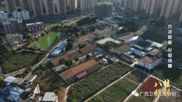 稀奇！廣西的蠶寶寶不吃桑葉