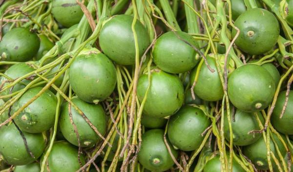 國家對檳榔“下狠手”!一包賣到100元的檳榔,對國人危害多大? 國家對檳榔“下狠手”!一包賣到100元的檳榔,對國人危害多大?