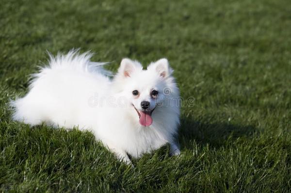 中國城市禁止養狗種,中華田園犬也在其中 中國城市禁止養狗種,中華田園犬也在其中