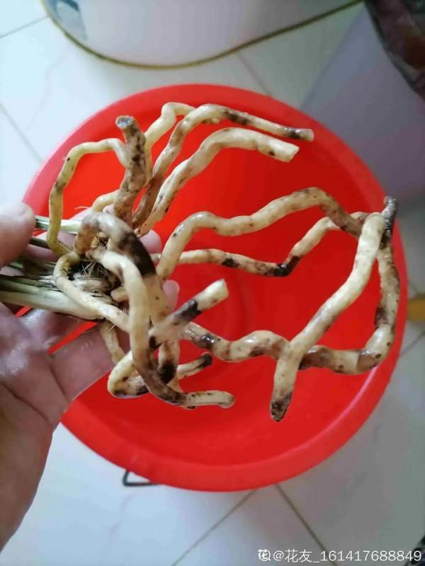 平時的“貴貨花”，路邊扔了一卡車，趕緊撿回家