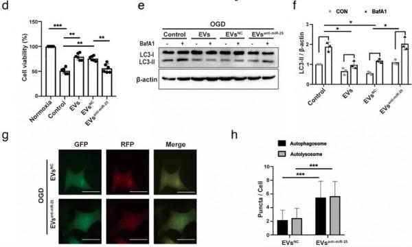 國自然硬核寶典│你所關心的國自然熱點研究思路一篇JEV幫你搞定