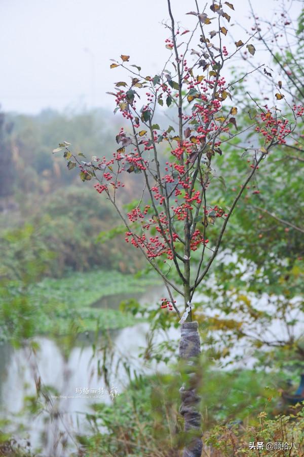 鳥兒們過冬必備 - 紅透整個冬日的迷你山楂果 |園丁