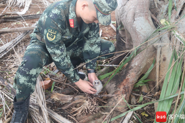 超萌!貓頭鷹幼崽“空降”訓練場 海南武警戰士暖心救助 超萌!貓頭鷹幼崽“空降”訓練場 海南武警戰士暖心救助