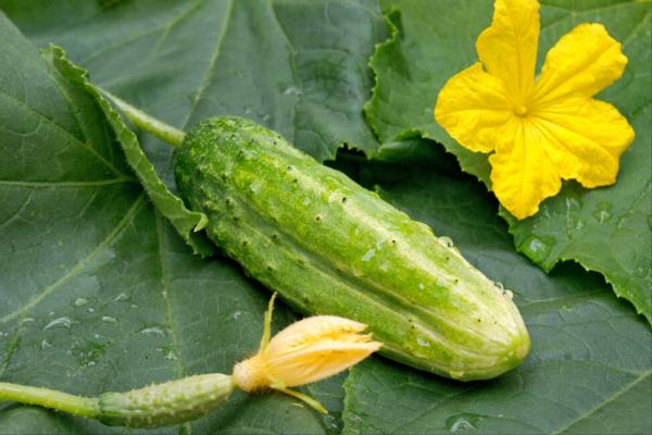 黃瓜種植:如何澆水,有哪些注意事項?這篇文章算是說明白了 黃瓜種植:如何澆水,有哪些注意事項?這篇文章算是說明白了