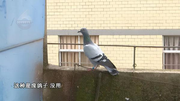 死了8只、救活10只!一萬多一隻的賽鴿就這樣沒了? 死了8只、救活10只!一萬多一隻的賽鴿就這樣沒了?
