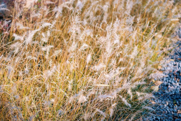 這家酒店的紅葉季，讓我想起了虹夕諾雅京都