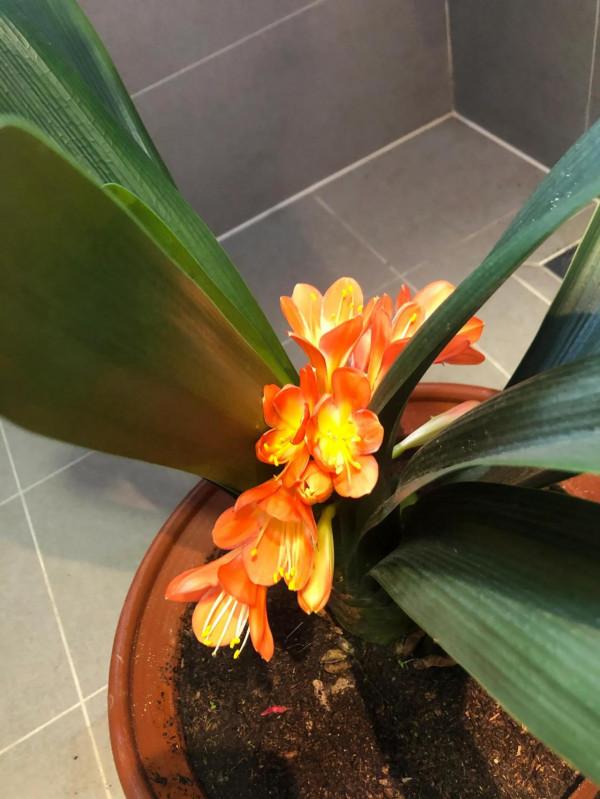 夾箭盛開的君子蘭依然美麗