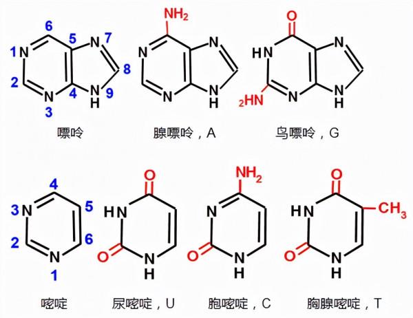 為什麼我們叫碳基生命？因為一切生命物質都是基於碳元素搭建