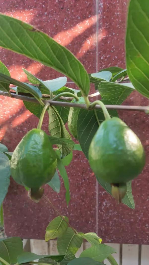 我的栽培成果——南方植物番石榴