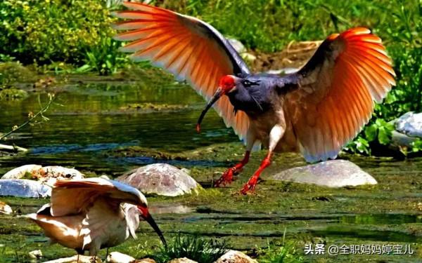 分享——比翼鳥