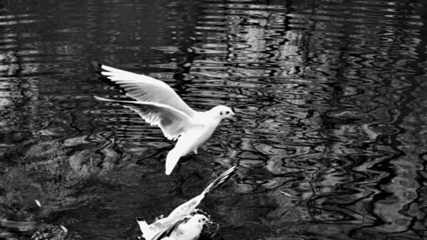 《冬日裡的鏡頭》之三：精靈鷗寶篇