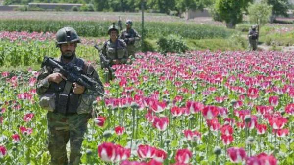 美國:世界最大的“毒販”,種植了全球80%的罌粟,每年獲暴利 美國:世界最大的“毒販”,種植了全球80%的罌粟,每年獲暴利