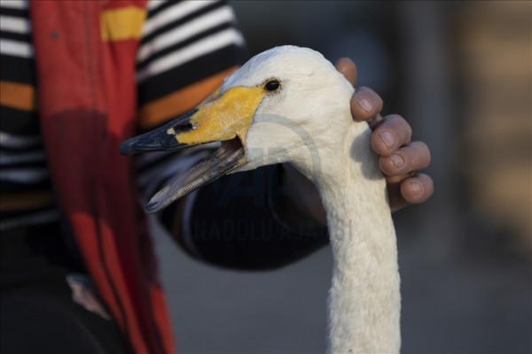 土耳其老爺爺和天鵝有了一段長達37年的友情，天鵝也懂得感恩