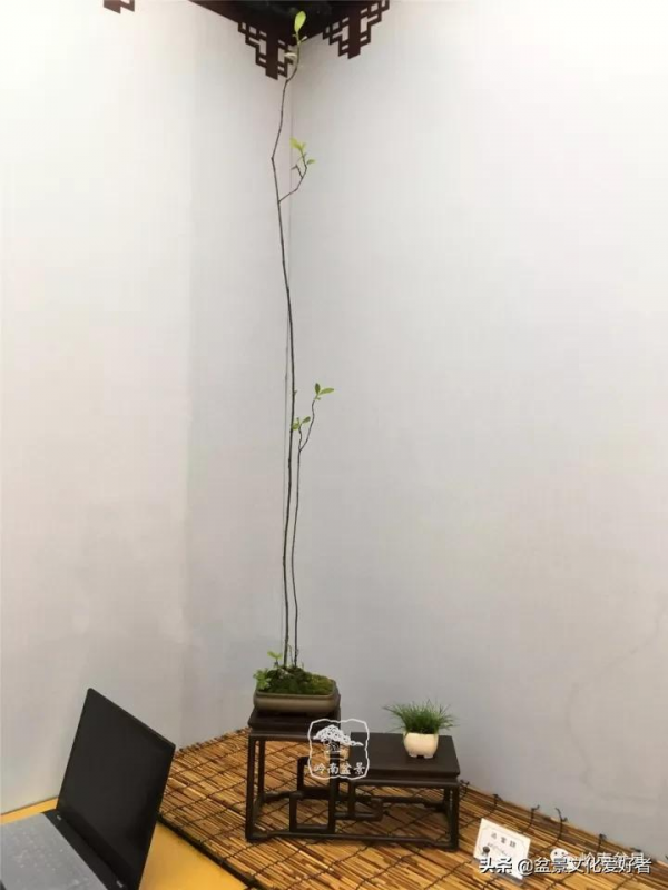 最高水準的素仁格盆景藝術，值得收藏