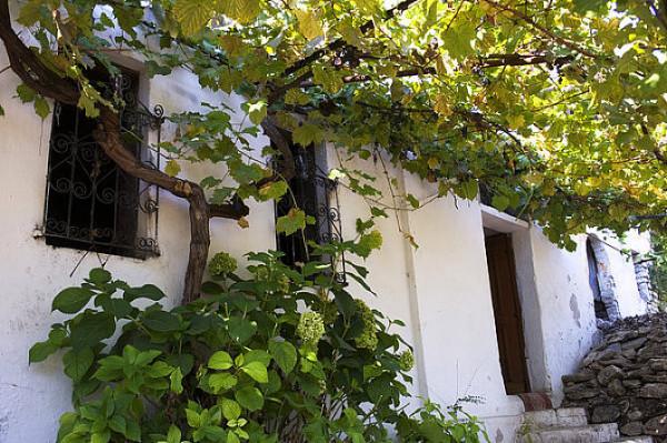 院子裡不能種葡萄樹？家人出事就賴葡萄樹？是科學還是迷信？