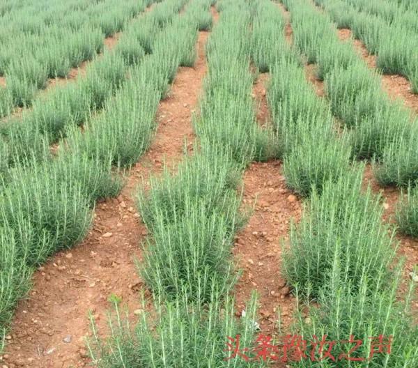 新興產業迷迭香“一年種植,十年收益” 新興產業迷迭香“一年種植,十年收益”
