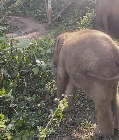 難得一見！40個另類的小象寶寶
