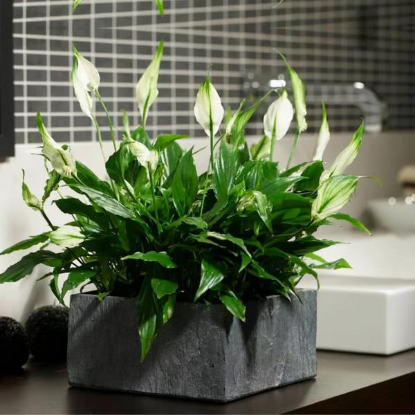 10種“喜陰花”，好養又漂亮，光線不好養一盆，北陽臺也能美美噠