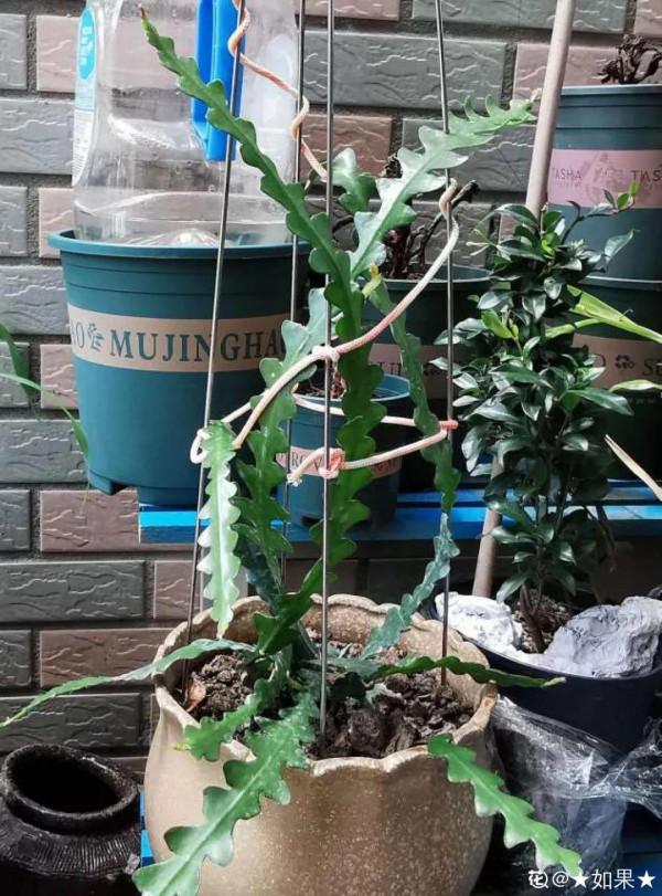 1種花就愛夜裡開,養好能開上百朵花,滿屋清香真過癮 1種花就愛夜裡開,養好能開上百朵花,滿屋清香真過癮