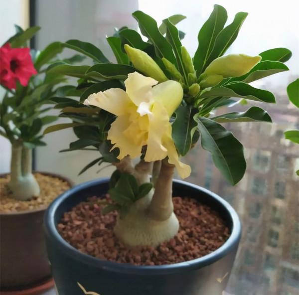 十月養這“6種花”，建議窮養，多曬少管，栽小盆更利於生長