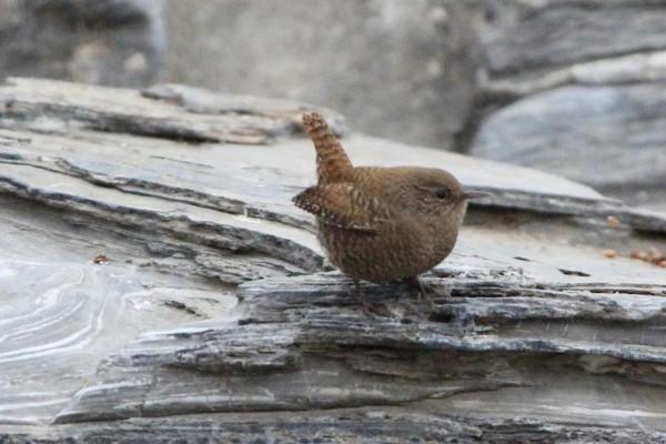 淵源共生，和諧共融