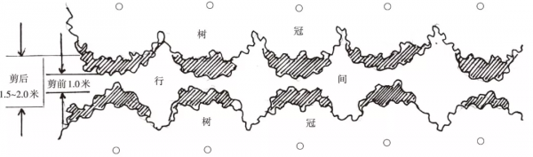 對蘋果樹冬季修剪的幾點建議
