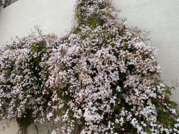 高溫環境下養花,要選對品種,可以試試這6種 高溫環境下養花,要選對品種,可以試試這6種