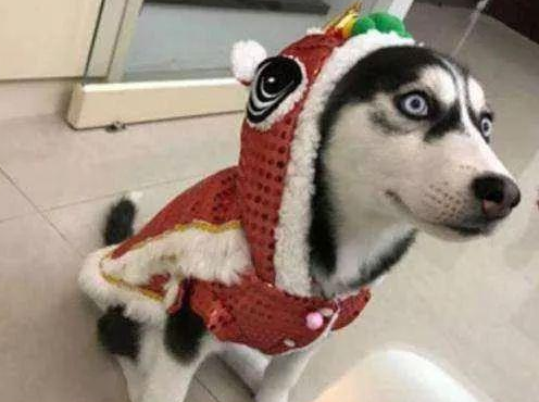 秋季降溫，這幾種狗狗不怕冷，別瞎操心