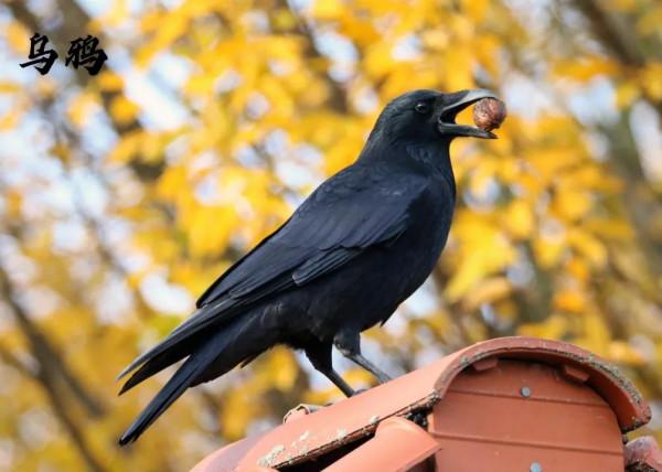 九種只有農村能看到，城市看不到的小鳥兒