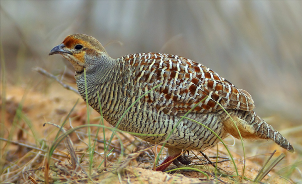 東江攬勝:收集常見鳥類圖譜之陸禽篇,攝鳥人自留地,建議收藏 東江攬勝:收集常見鳥類圖譜之陸禽篇,攝鳥人自留地,建議收藏