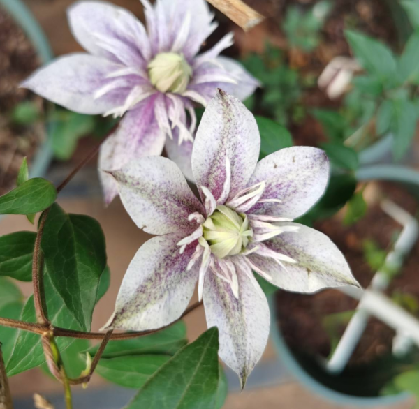 4種花可以放心“跟風”,好養開花多,越冷顏色越好看 4種花可以放心“跟風”,好養開花多,越冷顏色越好看