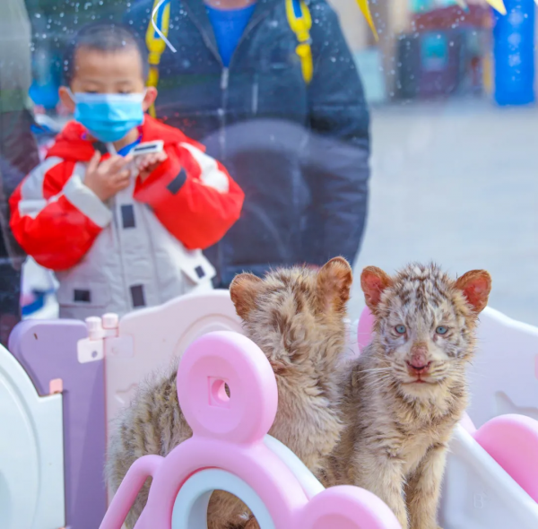 盤點！朋友圈都曬什麼，將過年氛圍感拉滿