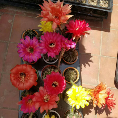 6種“懶人花”，看著很普通，養著很“實惠”，養得越久越覺得好