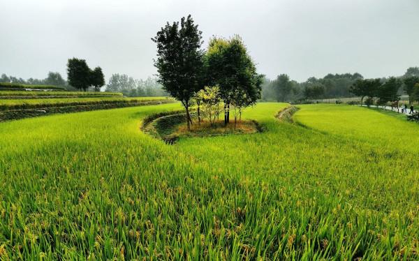 國慶出遊好去處 西四環外稻花香 國慶出遊好去處 西四環外稻花香