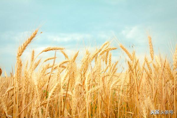 八月十五中秋節的舌尖上的文化意義探尋 八月十五中秋節的舌尖上的文化意義探尋