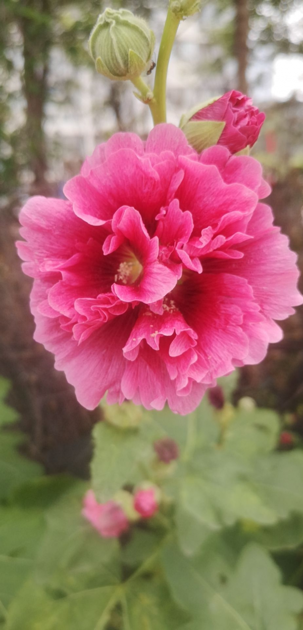 甄嬛傳華妃口中的“一丈紅”，其實就是蜀葵，開花豔麗多彩花期長