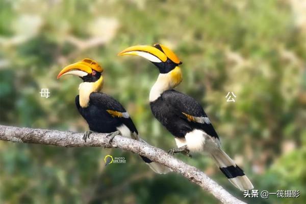 鳥兒美成雙。杭州翁劍敏/攝影 鳥兒美成雙。杭州翁劍敏/攝影
