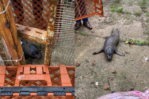 英國酒吧門口驚現一隻小海豹！獨自苦行500公里，終於得救了