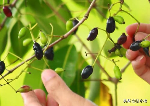 帶你回味童年吃過的46種野果子，記憶中的味道你還記得嗎？