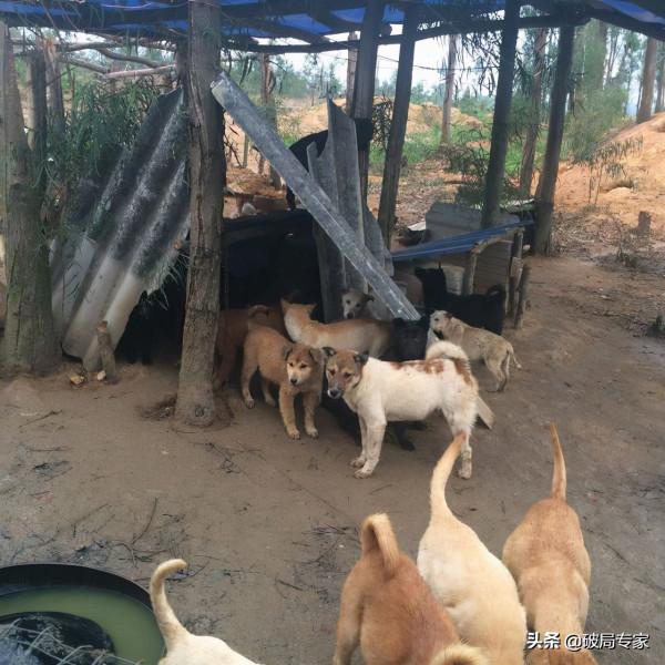 養殖肉狗怎麼找銷路 養殖肉狗怎麼找銷路