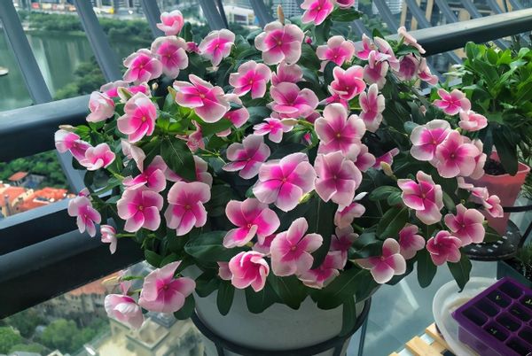 5種“小垃圾”，養花卻是寶貝，充分補充營養，各有各的妙用